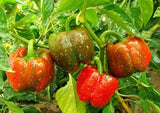 SWEET PEPPER - California Wonder