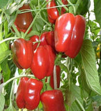 SWEET PEPPER - California Wonder