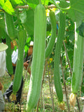 HYBRID SMOOTH PATOLA - Derica