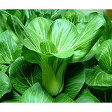 PECHAY GREEN - PAKCHOY