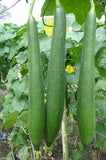 HYBRID SMOOTH PATOLA - Derica
