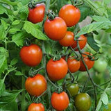 SUPER POPE TOMATO