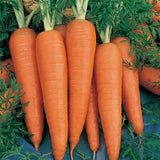 HYBRID CARROT - Beniyama