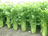 CELERY - Improved Tall Utah