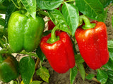 SWEET PEPPER - California Wonder