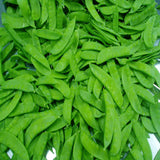 SWEET PEA - Taichung