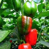 SWEET PEPPER - California Wonder