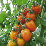 SUPER POPE TOMATO