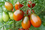 SUPER POPE TOMATO