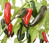 HOT PEPPER - Jalapeño