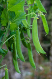 SWEET PEA - Taichung