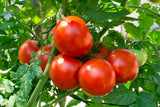 SUPER POPE TOMATO