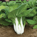 HYBRID PECHAY- FUJI (White Stem)