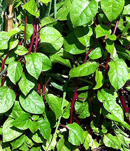 ALUGBATI RED VEGGIE SEEDS