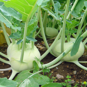 KOHL RABI SEEDS / GERMAN TURNIP