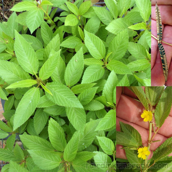 JAPANESE SALUYOT SEEDS