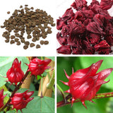 ROSELLE - OPV