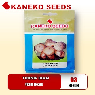 SINGKAMAS - Turnip Bean ( Yam Bean) – Farmchoice Agribusiness
