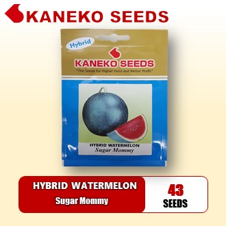 HYBRID WATERMELON - Sugar Mommy