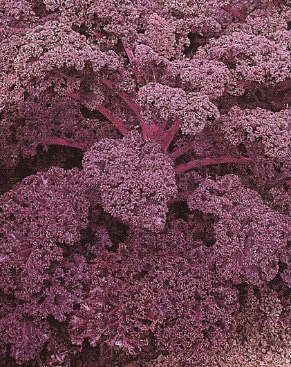 RED RUSSIAN KALE