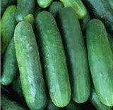 HYBRID CUCUMBER - Thalia